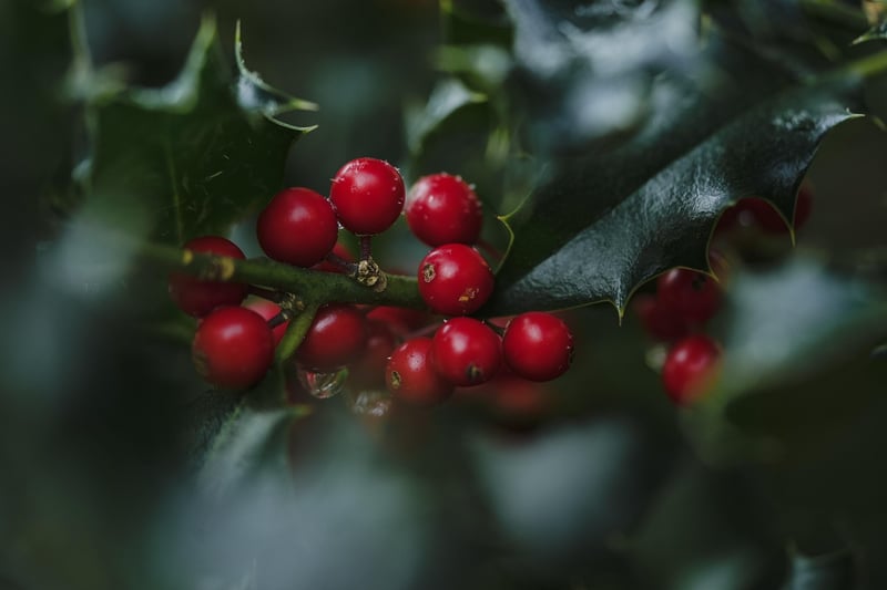 Starlight Berries