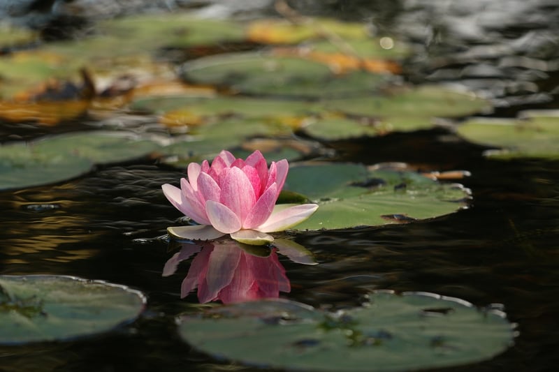 Crystal Lotus