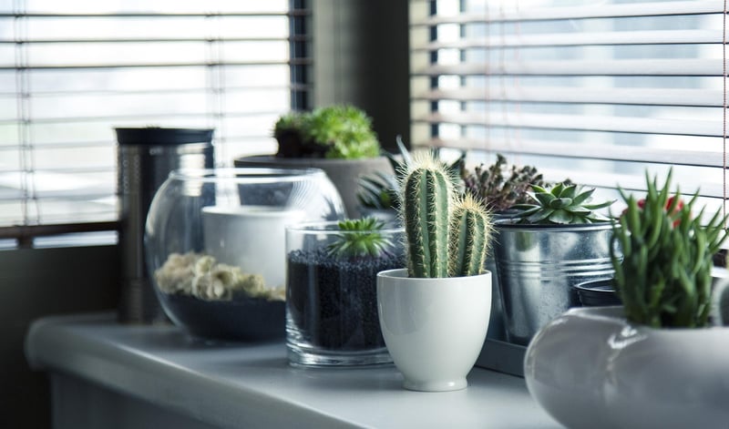 Wall-Mounted Plant Shelf